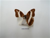 藏品(紫俳蛺蝶)的圖片